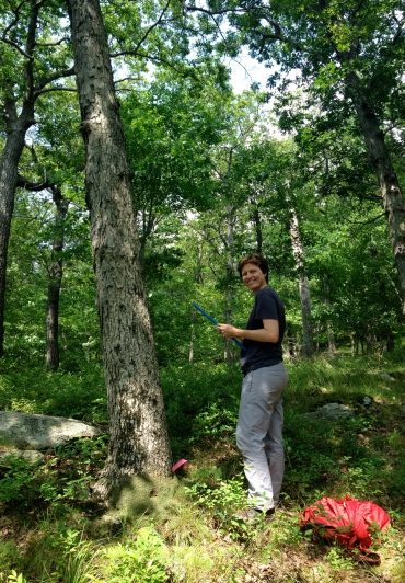 Laia Andreu Hayles coring a stunted white oak on a ridgetop in Black Rock Forest, NY. July 2014.